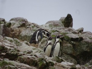 JICA海外協力隊パネル展　南米ペルーの自然と動物から地球の未来を考える