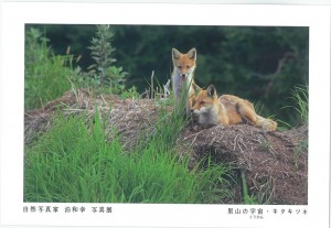 自然写真家 泊和幸 出版記念写真展　里山の宇宙(くうかん)・キタキツネ