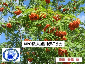 旭山紅葉ウオーク(88カ所巡り)