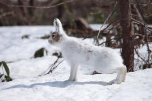 スノーシュートレッキング　in　剣淵桜岡公園