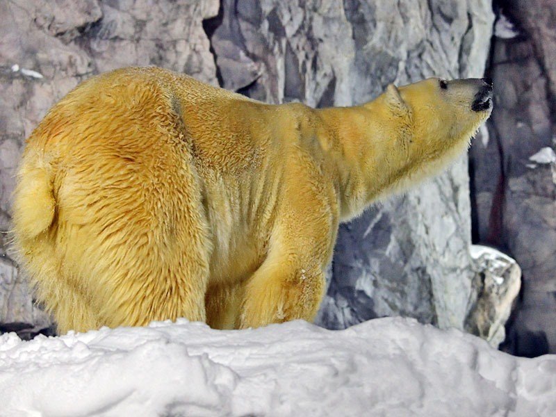 旭山動物園 雪あかりの動物園 旭川市東旭川町 イベント ライナーウェブ