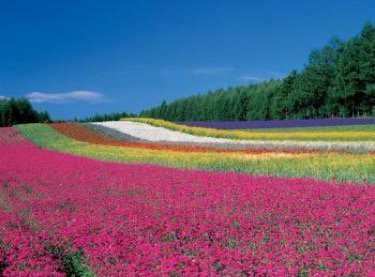 ゲストハウス 夕茜舎 あかねやど 中富良野町 旅館 民宿 ペンション 宿舎 ライナーウェブ