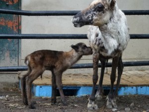 旭山動物園