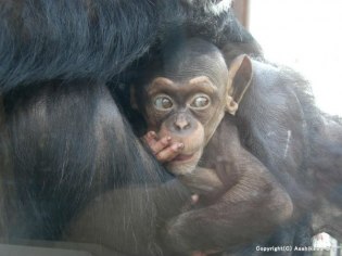 旭川市旭山動物園