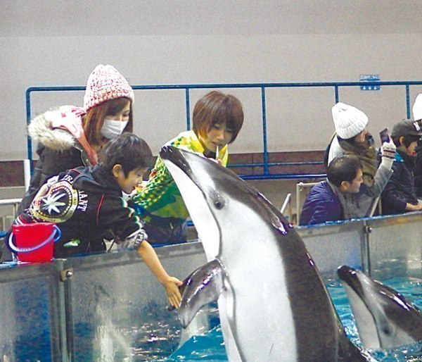 イルカに触れてみない 見るだけじゃない水族館 登別マリンパークニクス 旭川 道北のニュース ライナーウェブ