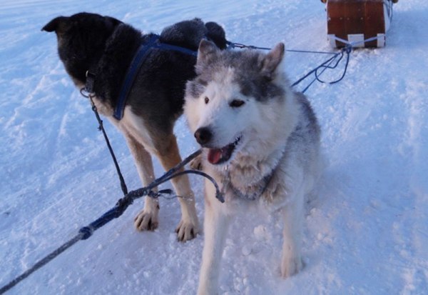 雪原を駆け抜ける 迫力の犬ぞりレースや体験も スレッドドッグレースイン旭川実行委員会 旭川 道北のニュース ライナーウェブ