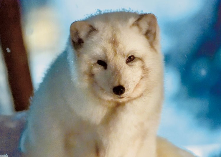 雪あかりの動物園 2月12日まで 旭山動物園 旭川 道北のニュース ライナーウェブ