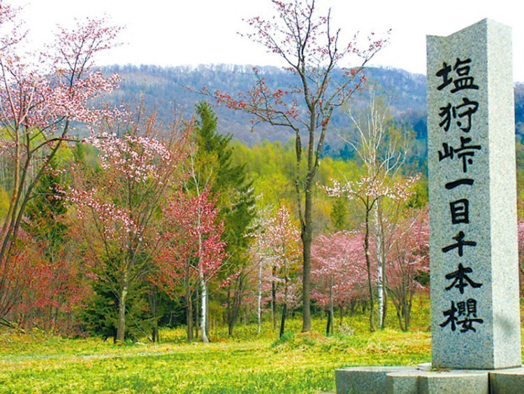 ここの桜がキレイです 旭川近郊のお花見スポット 旭川 道北のニュース ライナーウェブ