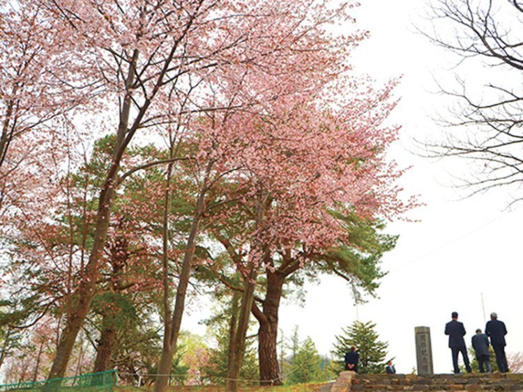 ここの桜がキレイです 旭川近郊のお花見スポット 旭川 道北のニュース ライナーウェブ