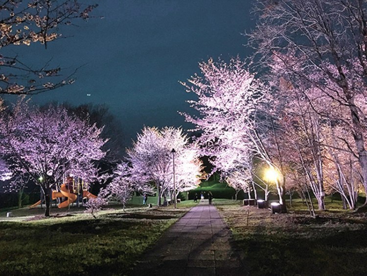 ここの桜がキレイです 旭川近郊のお花見スポット 旭川 道北のニュース ライナーウェブ