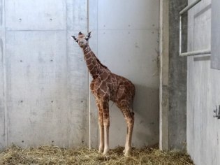 旭山動物園