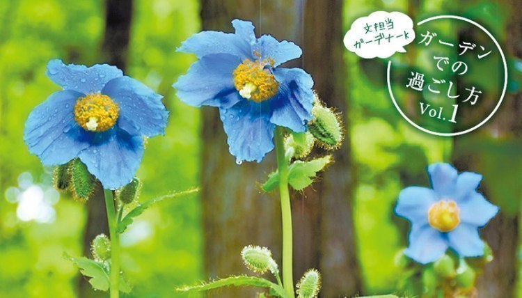 Vol 1 高地に咲く幻の花 メコノプシス 大雪 森のガーデン 旭川 道北のニュース ライナーウェブ
