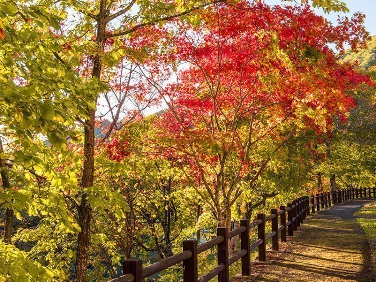 紅葉真っ盛りの 錦仙峡 歩いて巡る2つのコース 滝上町観光協会 旭川 道北のニュース ライナーウェブ