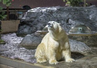 旭山動物園