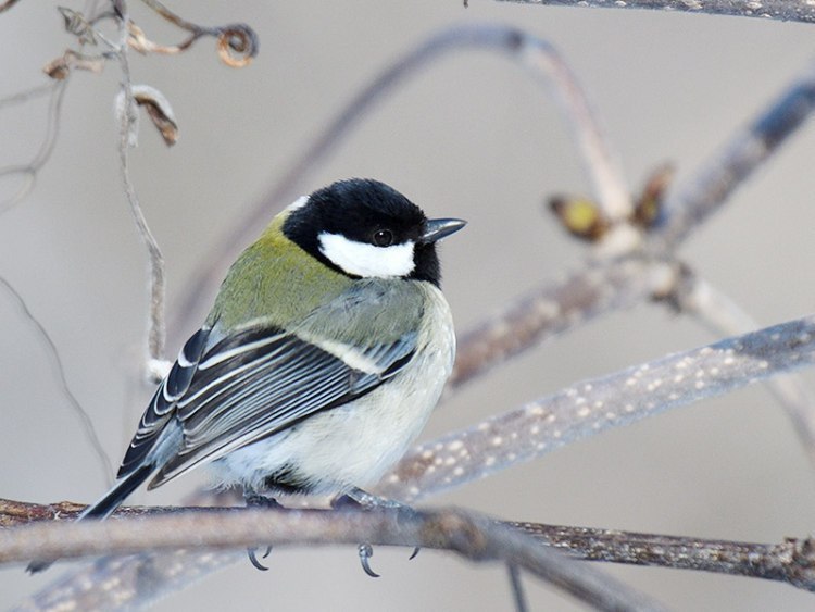 旭川と近郊町で見られる 美しい野鳥と野草たち 旭川 道北のニュース ライナーウェブ