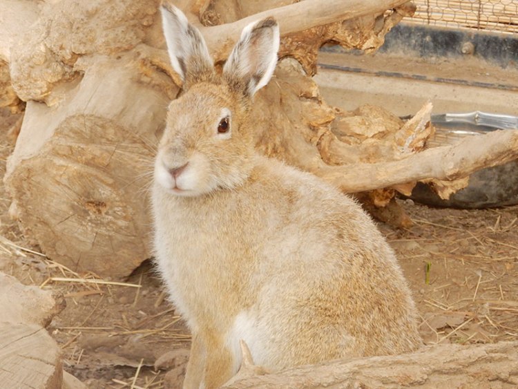 運動不足 解消なるか エゾっ子みながら歩いて 旭川市旭山動物園 旭川 道北のニュース ライナーウェブ