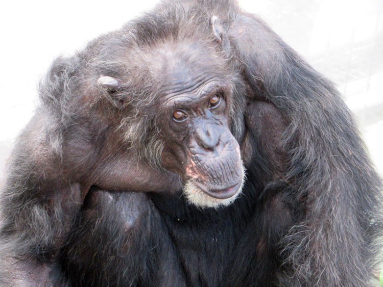 チンパンジーのキーボは 最高齢にして最古参 旭川市旭山動物園 旭川 道北のニュース ライナーウェブ