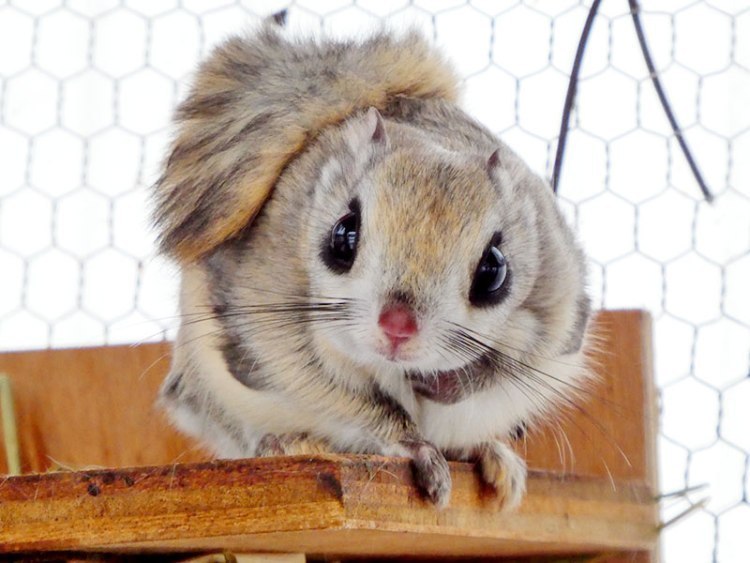 ずっと居たけど初めまして 新エゾモモンガ舎は昼夜逆転 旭川市旭山動物園 旭川 道北のニュース ライナーウェブ