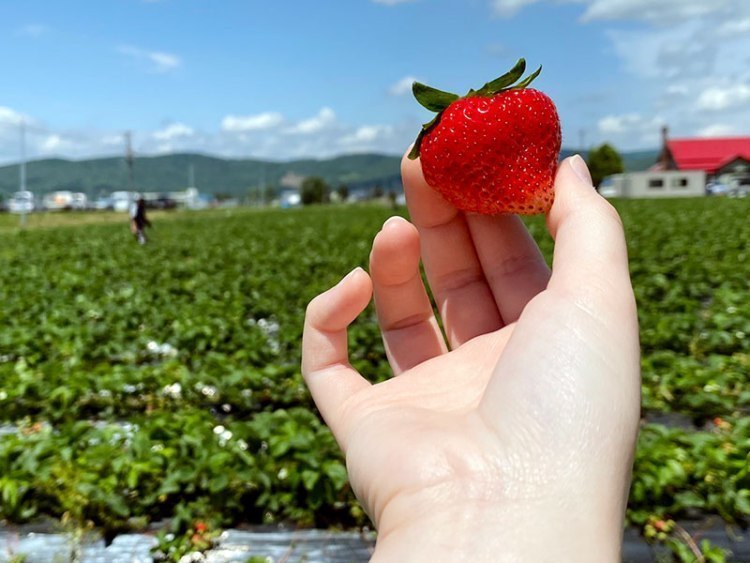 今年はスイーツ販売 狩り 特産いちご生誕100年 比布町 旭川 道北のニュース ライナーウェブ