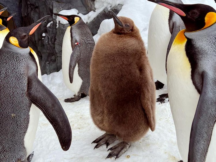 雪解け前に初散歩なるか ヒナの存在感は親以上 旭川市旭山動物園 旭川 道北のニュース ライナーウェブ