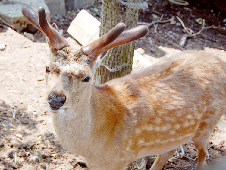 エゾシカの“つの”の成長 見逃さないで - 旭川市旭山動物園 / 旭川・道北のニュース [ライナーウェブ]