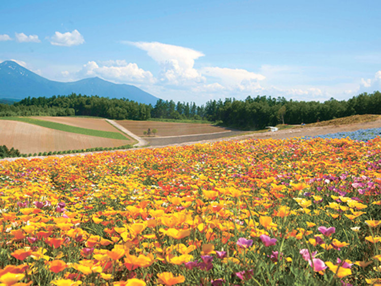 旭川と近郊】夏に見頃なお花の絶景スポット - / 旭川・道北のニュース [ライナーウェブ]