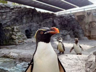 旭川市旭山動物園