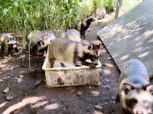 旭川市旭山動物園